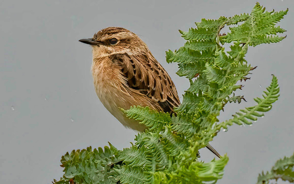 7 Summer Stonechat (female)